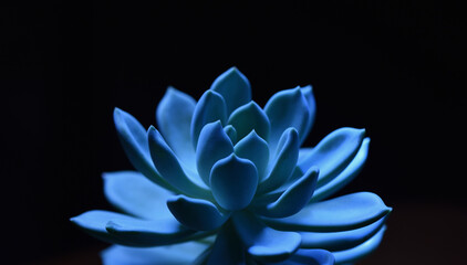 Succulent plant in blue color side view on black background