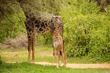 Naklejka na ściany i meble wild giraffe stands under large tree and eats leaf
