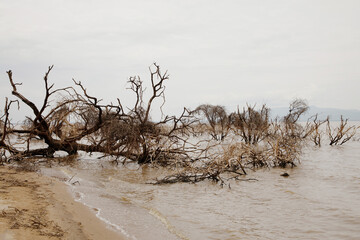 Fototapeta na wymiar Ecological catastrophe. Dead trees in water