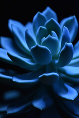 Succulent plant in blue color on the dark background