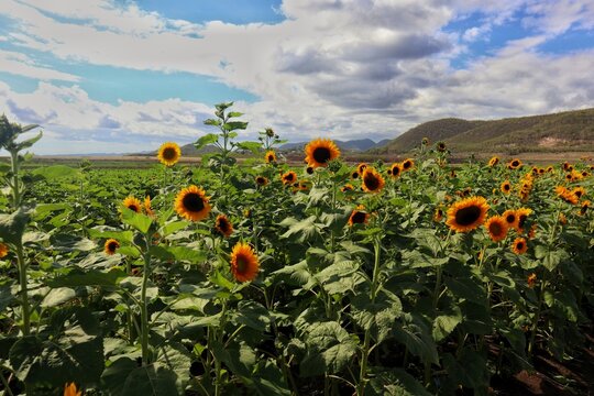 Finca el girasol 