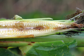 Maize, corn cob damaged by larva, caterpillar of European Corn Borer (Ostrinia nubilalis). It is a one of most important pest of corn crop.