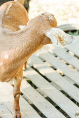 Young purebred brown Anglo-Nubian goat with white ears - body shot 
