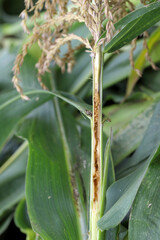 European Corn Borer (Ostrinia nubilalis), larva in maize (corn) stalk.