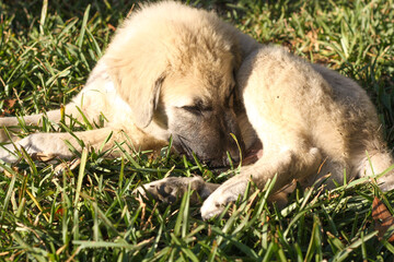Great Pyrenees and Anatolian Shepherd puppy mix headshot closeup 