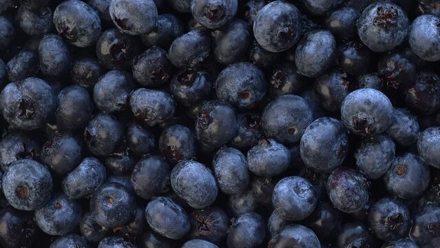 Fresh blueberry background. Texture blueberry berries close up. Table spin.