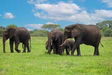 Herd of Elephants in Africa walking through grass