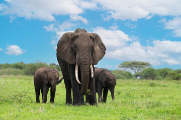 Herd of Elephants in Africa walking through grass - obrazy, fototapety, plakaty