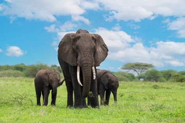 Poster Herd of Elephants in Africa walking through grass © Elena
