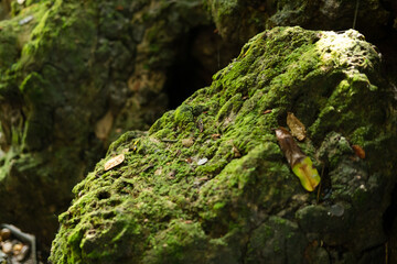 Green lush foliage moss and fern in reshness plant garde, rainforest.