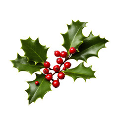 Christmas Sprig of Holly with Red Berries on transparent png. Ai generative.