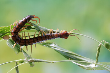 A centipede is looking for prey on a bush. This multi-legged animal has the scientific name...