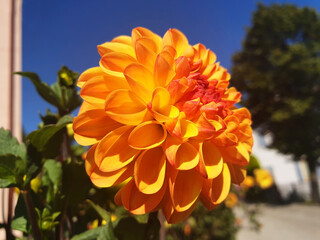 Yellow and orange dahlia pinnata flower blooming on a sunny day against a blue sky background.