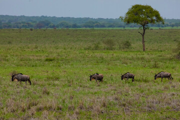 Blue wildebeest or white-bearded gnu Connochaetes taurinus