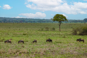 Blue wildebeest or white-bearded gnu Connochaetes taurinus
