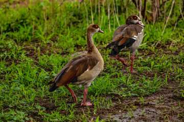 Egyptian geese on a field (Alopochen aegyptiaca)