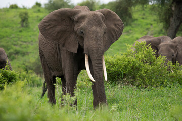 Fototapeta na wymiar Herd of Elephants in Africa walking through grass