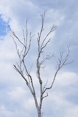 A lonely, bare birch tree