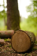 A cut tree trunk in a forest scenery