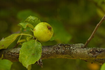 Wild apple growing on an old branch