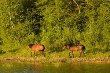 Bay horses walking around the lake shore