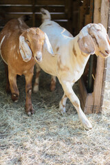 Young purebred white and brown Anglo-Nubian goats next to each other - closeup 