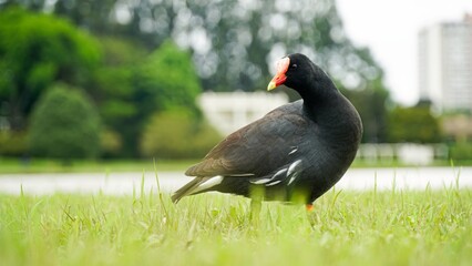 Gallinula chloropus, conhecida também por galinha-d'água ou  frango-d'água , é uma ave da família Rallidae, ordem Gruiformes.