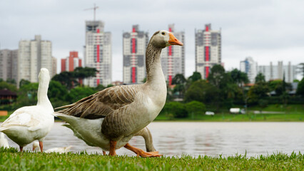 Parque Barigui, parque público da cidade de Curitiba, capital do estado do Paraná, sul do Brasil