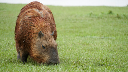 Capivara, roedor mamífero, nome científico: Hydrochoerus hydrochaeris