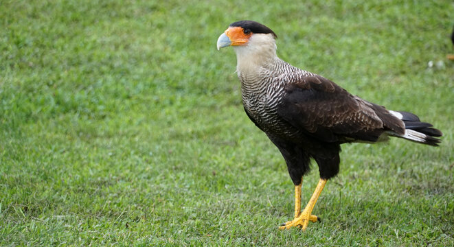 Carcar&aacute; &eacute; uma ave de rapina da Ordem Falconiformes, Fam&iacute;lia Falconidae.  Habita o centro e o sul da Am&eacute;rica do Sul