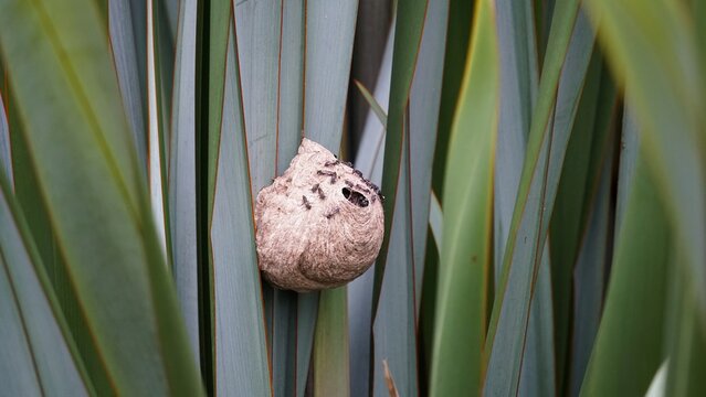 Ninho de marimbondo nas folhagens do jardim
