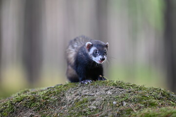 Ferret photographed in nature. Polecat in the forest. Black sable ferret pet. Pet with black nose