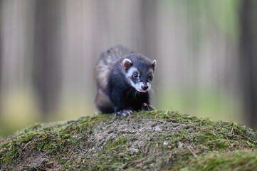Ferret photographed in nature. Polecat in the forest. Black sable ferret pet. Pet with black nose
