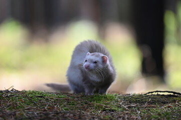 Ferret photographed in nature. Champagne ferret female. Cute ferret pet in the forest.