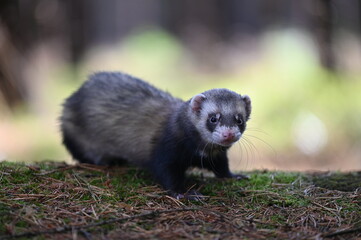 Ferret photographed in nature. Sable ferret male. He licks himself. Cute ferret in the forest