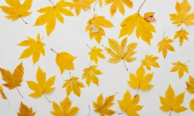Foto op Canvas Yellow Leaves On A White Background. © Pixel Matrix