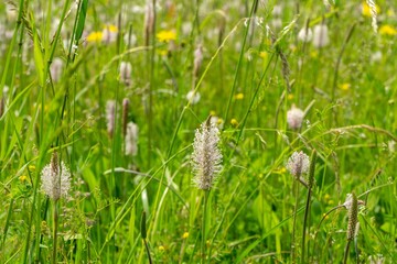 Plantago flower in the wild nature on the green meadow. Slovakia