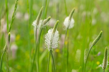 Plantago flower in the wild nature on the green meadow. Slovakia