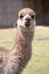 alpaca are slender bodied animals with long legs and neck and small heads and large pointed ears....