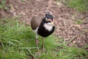 the lapwing has a black cap and broad white eye-stripe, with a yellow eye-ring and bill and a small red wattle over the bill. The legs are pinkish-grey.
