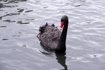 the black swan has black feathers edged with white on its back and is all black on the head and neck.  It has a red beak with a white stripe and red eyes