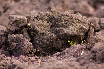 Closeup of field soil and plant roots. Farming concept