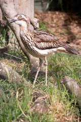 The bush stone curlew has grey-brown feathers with black streaks, a white forehead and eyebrows, a broad, dark-brown eye stripe and golden eyes