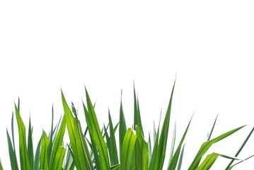 Fototapeta premium A tropical palm leaves on white isolated background for green foliage backdrop 