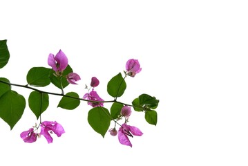 A bouquet of sweet pink Bougainvillea  flower blossom with green leaves on white isolated background