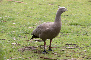 The Cape Barren Goose is a very large, pale grey goose with a relatively small head. It has rows of large dark spots in lines across the shoulders and wings.