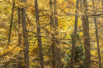 秋のカラマツ林の風景 