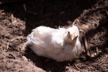this is a chick that is only a few days old
