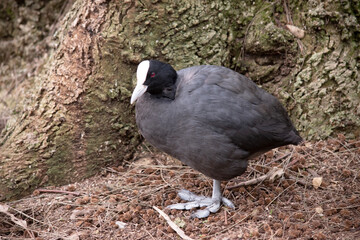 The Eurasian coot is a black sea bird with a white frontal shield