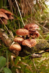 Obraz premium Honey fungus mushrooms on the forest floor